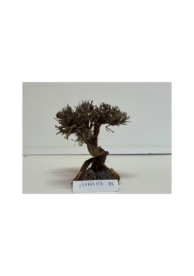 Moss Ağaç Figürü Kök No:184 12x10x15h