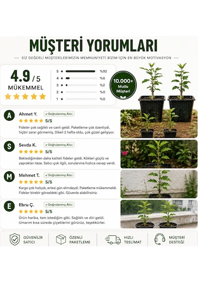 Oya Ağacı Fidesi Lagerstroemia Indica Saksılı Canlı Fide 25-40 Cm Yaz Boyu Çiçekli 1