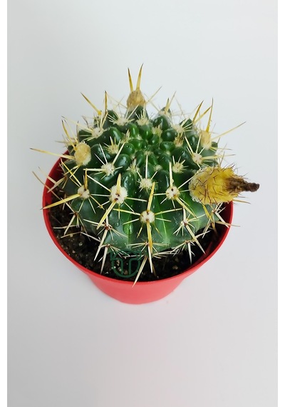 Notocactus Submammulosus Büyük Boy Kaktüs Sarı Çiçek Açan Canlı