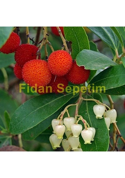 3 Yaş Kocayemiş Dağ Çileği Fidanı