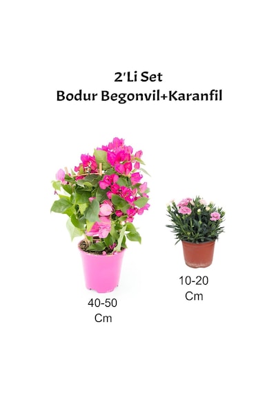 2'li Set Bodur Pembe Begonvil+ Pembe Karanfil Çiçeği Dış Mekan Bitkisi