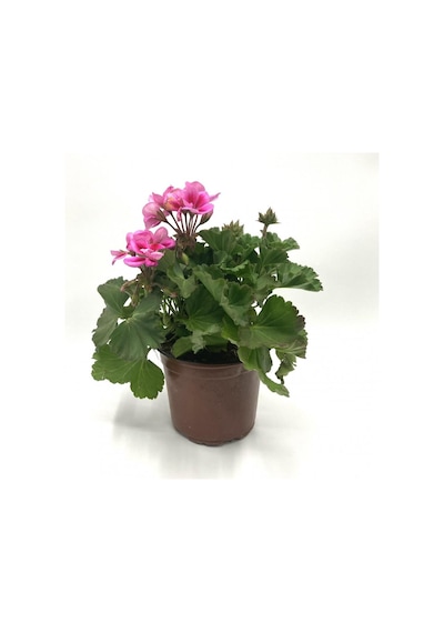 Şeker Pembe Sardunya Çiçeği Fidesi 10-20 Cm
