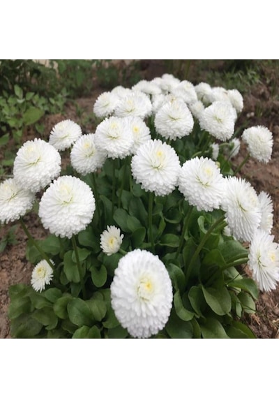 Pompon Beyaz Kartopu Aster Çiçeği Tohumu 50 Tohum