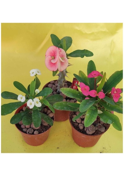 Milli Dikenler Tacı Kaktüs 1 Adet 3 Farklı Renk Saksılı 20-40cm Euphorbia
