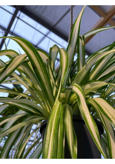 Videolu Alacalı Kurdele Çiçeği 1 Adet Saksılı/ Tüplü 20-30cm Iç Mekan Ofis Bitkisi Chlorophytum
