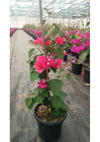 Sarmaşık Begonvil Çiçeği - Mercan Rengi Sarılıcı Begonvil- 40/50 Cm Bougainvillea