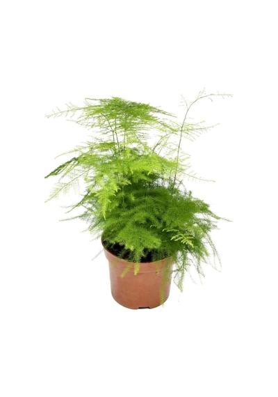 Kuşkonmaz Tül Çiçeği 1 Adet Saksılı 15-30cm Salon Çiçeği