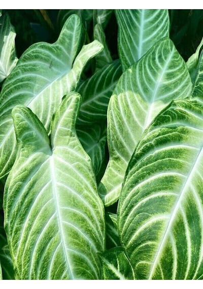 Melek Kanadı Xl Iç Mekan Bitkisi Syngonium Podophyllum 'white Butterfly'