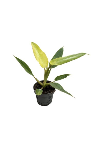 Philodendron 'calkins Gold'