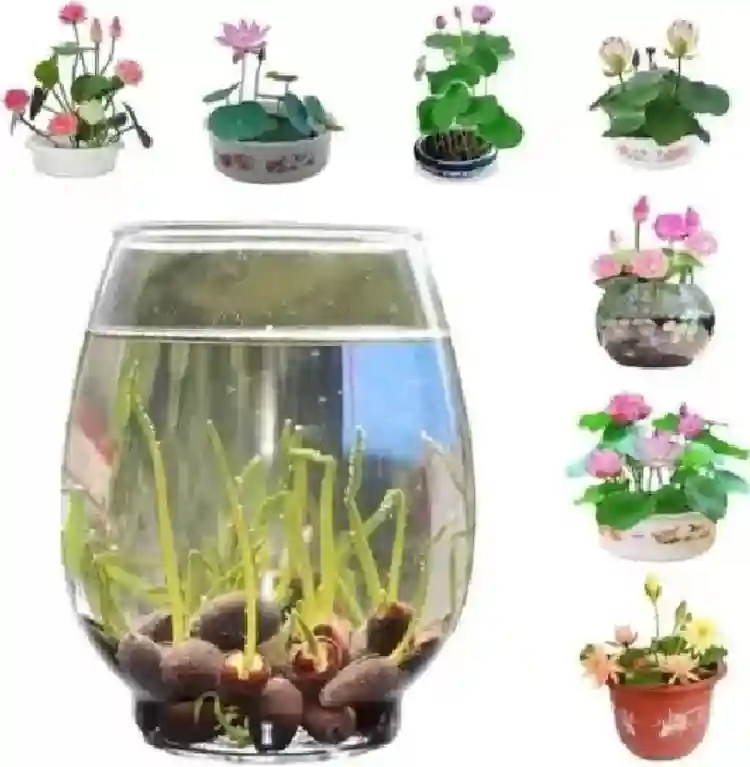 10 Adet Tohum Organik İthal Karma Karışık Renkli Nilüfer Lotus Su Çiçeği Tohumu 5 Renk Açan 10 Adet