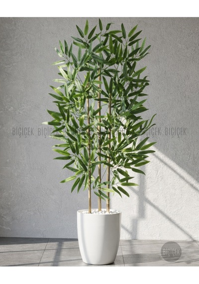 110 Cm Bambu Ağacı Beyaz Yakut Saksıda Bej
