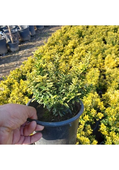 10 Adetaltuni Çıtır Taflan Saksıda. 15-20 Cm. Çok Dallı