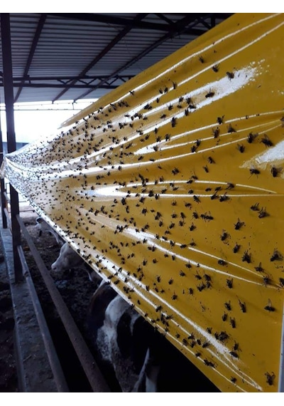 Karasinek Tuzagı Sinbant Ahırlar Çiftlikler Vs Için 30Cmx5O Metre