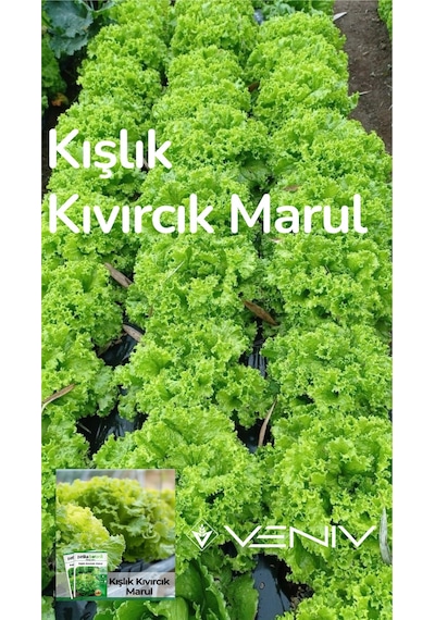 4000 Adet Kışlık Kıvırcık Marul Tohumu- 2 Paket