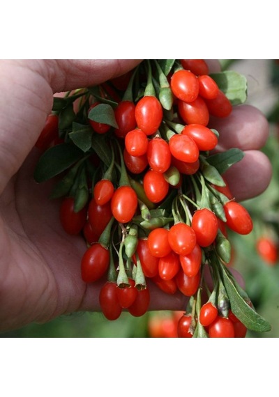 Tüplü Şifalı Kırmızı Goji Berry Kurt Üzümü Fidanı 5 Adet