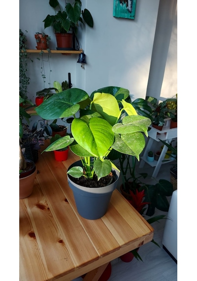 Monstera - Deve Tabanı 40 Cm 5735
