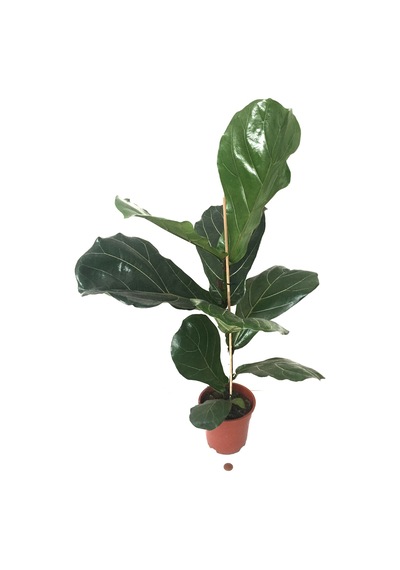 Ficus Lyrata (Keman Yapraklı Kauçuk Çiçeği) Ø17 CM Y80-90 CM