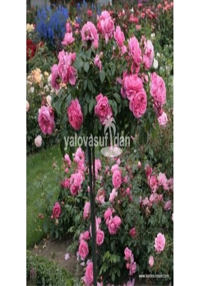 Bitkim Sende Baston Gül Yoğun Kokulu Pembe Renkli 40 60 Cm 1 Adet Aşılı Gül Walking Stick Rose
