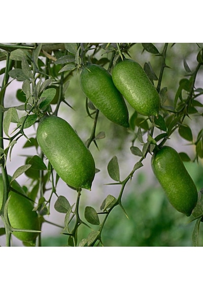Finger Lime Parmak Limon Fidanı, +100 Cm, 3 Yaş