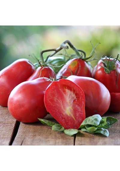 İtalian Red Pear Domates Tohumu 15 Tohum