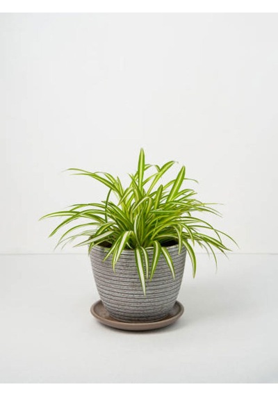 Videolu Kurdela Çiçeği 20 40 Cm 1 Adet Saksılı Bahçe Salon Bitkisi Chlorophytum