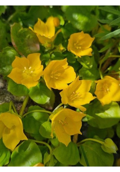 Lysimachia Nummularia Sarı Kız Altın Kolye Makrome Saksılı 20-40cm