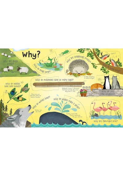 Penguin Books Lift-the-flap Questions and Answers About Animals Board Book Katie Daynes