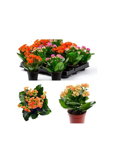 Emel Hanım Çiçeği Kalanchoe Çiçeği Kalanşo Turuncu 8.5 Saksıda Çiçekli Bodur Bitki