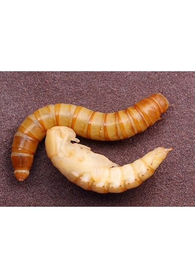 Un Kurdu Pupa Evresi