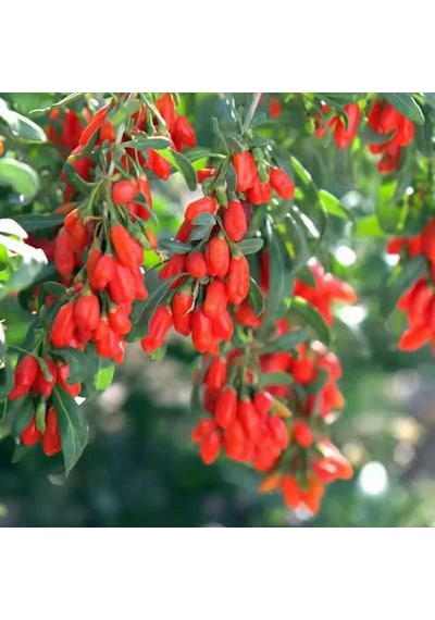 Kırmızı Goji Berry Fidanı 5 Adet
