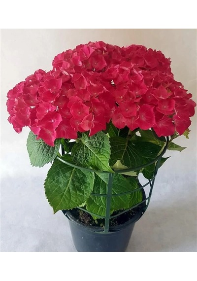 Ortanca İthal 25-40 Cm Saksıda