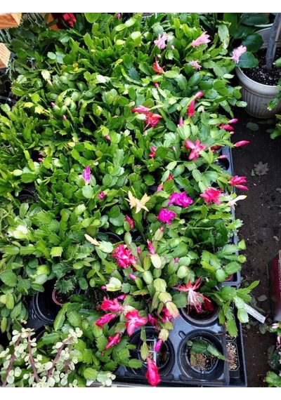 Açık Pembe Renk Schlumbergera Truncata Yılbaşı Çiçeği 1 Adet 10-15cm