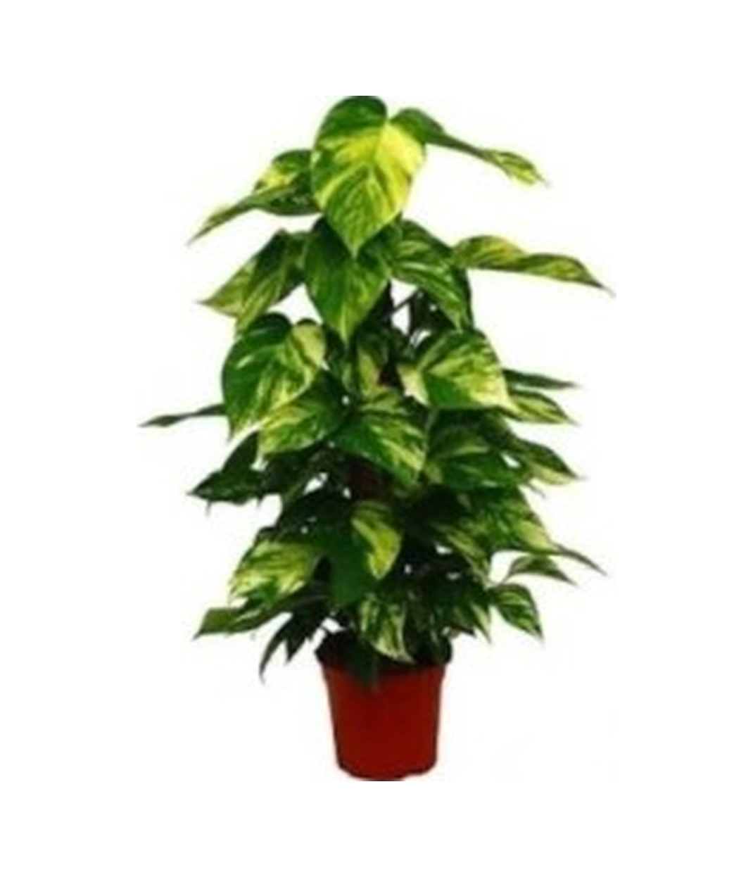 Patos Pothos Sarmaşığı Ev Salon Ve Ofis Sarmaşığı Fidanı 10-20 Cm