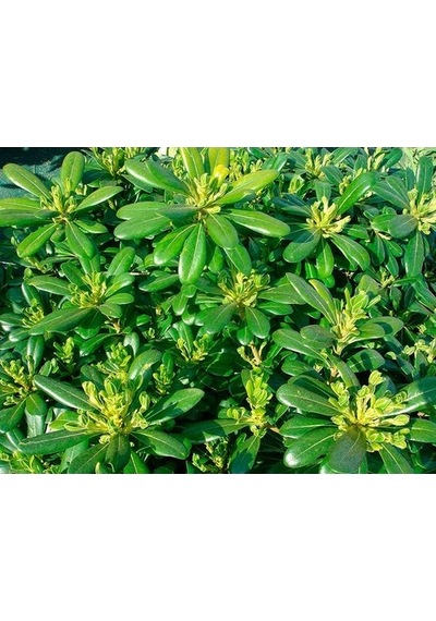 Yıldız Calısı(Pittosporum 20-25 Cm )