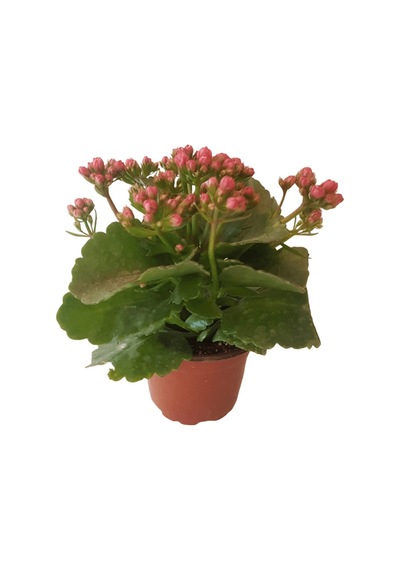 Kalanşo Çiçeği | Kalanchoe Blossfeldiana x 5 ad