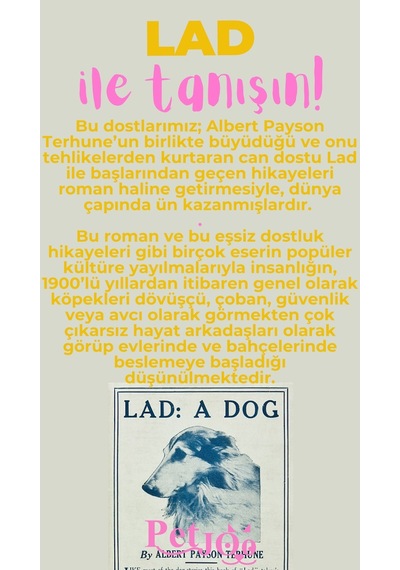 Petjoo 23.Lad Pembe-Sarı Qr'lı Köpek Künyesi