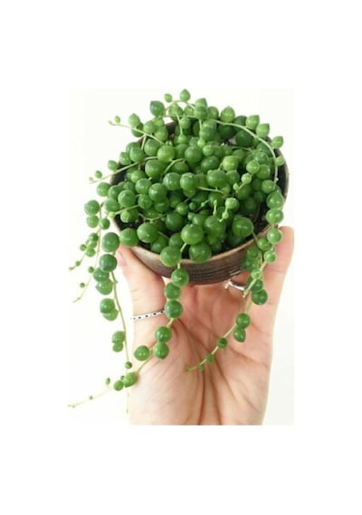 Serada Decor Plant Tesbih Çiçeği