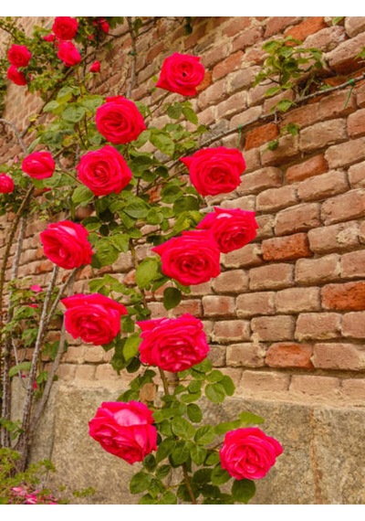 Videolu Sarmaşık Gül Kırmızı Renkli 30 60 Cm 3 Adet Tüplü Aşılı Gül Red Rose