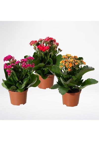 Kalanşo Çiçeği Kalanchoe - 5 Adet Karışık Renklerde