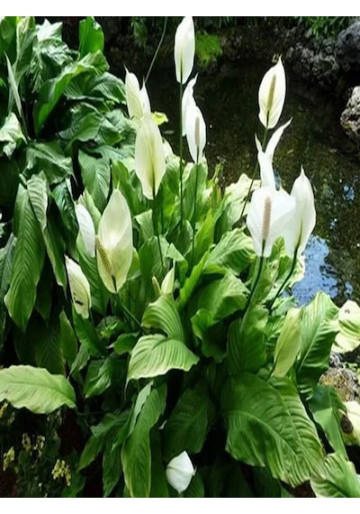 Videolu 1 Adet Beyaz Barış Çiçeği 50-70 Cm Saksılı Iç Mekan Bitkileri Spathiphyllum