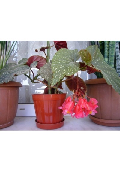 Serada Decor Plant Saksılı Çilli Begonya Çiçeği Fıdanı 40 Cm Saksılı