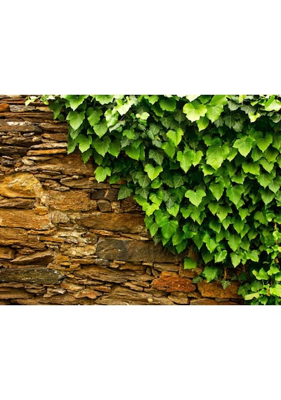 Hedera Helix Orman Sarmaşığı 100-150 Cm 10 Adet
