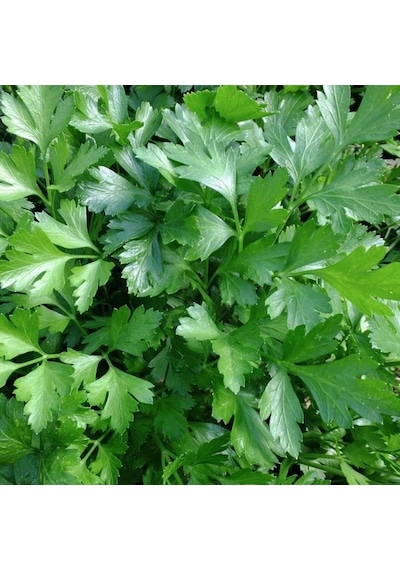 Doğal Geniş Yapraklı Maydanoz Tohumu 1 KG