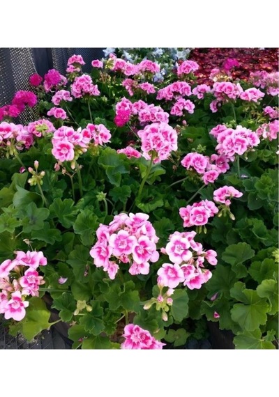 Açık Pembe Ceylangözü Sardunya Çiçeği Fidanı 10-20 Cm