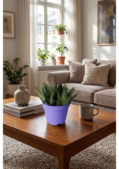 Gasteria Sukulent 3 Kök Canlı Dekoratif Ev Bitkisi Kolay Bakı