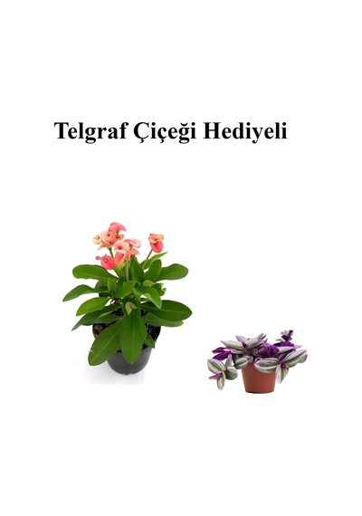 Pembe Çiçekli Milli Dikenler Tacı Kaktüs Sevgililer Gününe Özel Telgraf Hediyeli