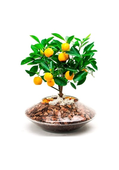 10 Adet Tohum Bodur Bonsai Washington Portakal Ağaç Tohumu Bonsai Toprakal Ağacı Saksı Toprak Hediye