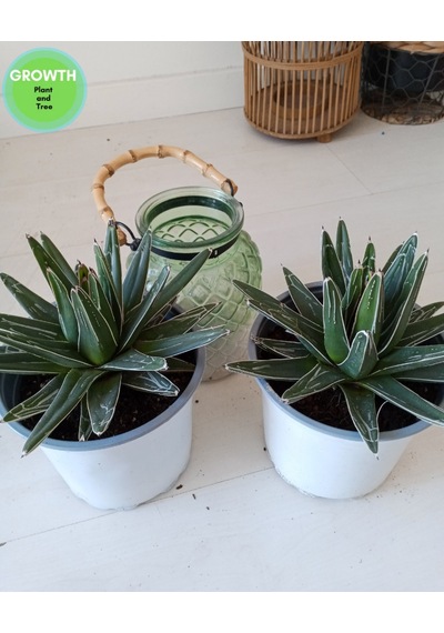 Agave Reginae-kraliçe Victoria Kaktüsü 1 Adet
