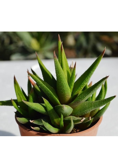 Haworthia Rigida 10 Adet