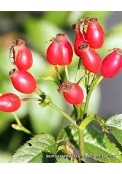 5 Adet Tohum Nadir Kırmızı Kuşburnu Ağacı Tohumu Yabani Ağaç Tohu